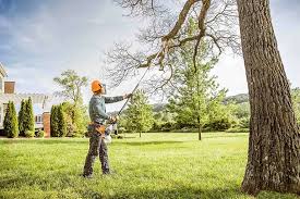 Best Tree Preservation Services  in Nashwauk, MN